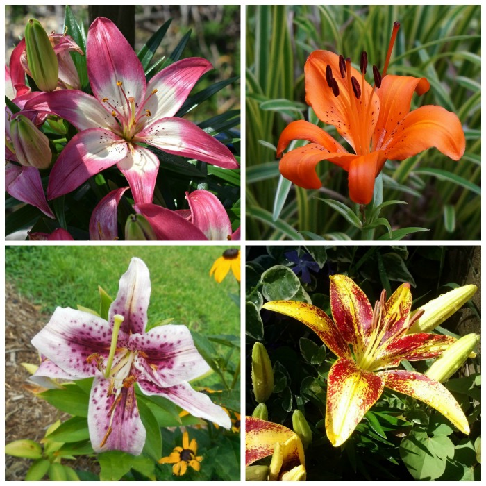 Asiatic and Oriental Lilies – What is the Difference?