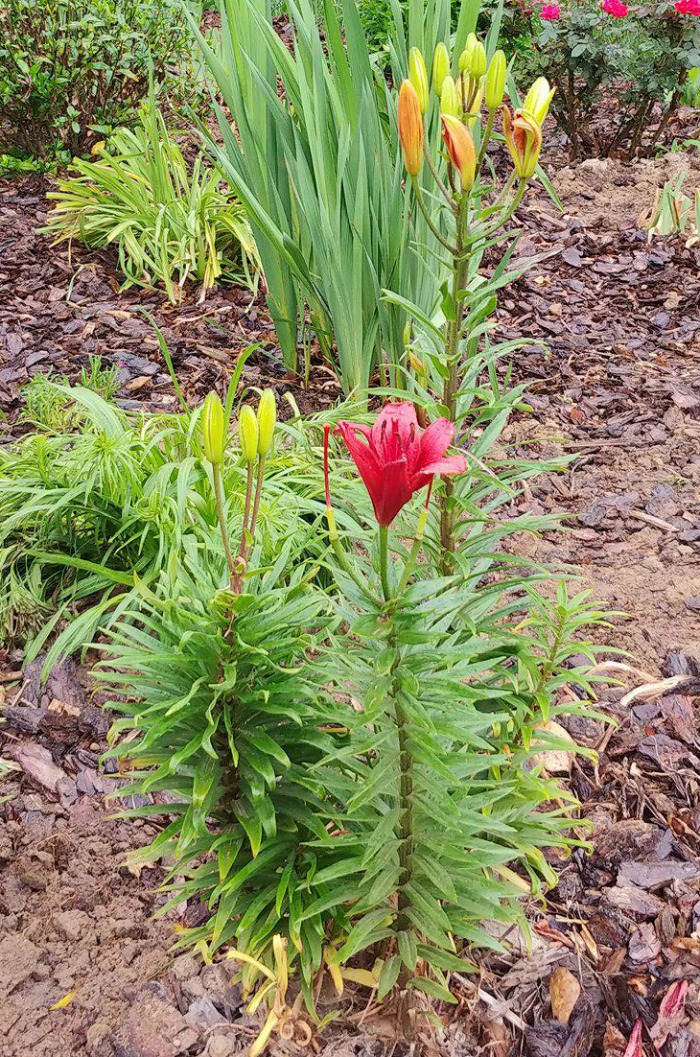 Asiatic lilies have long stems
