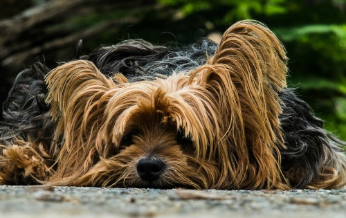 use coconut oil to help clean dog ears