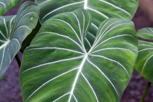 Philodendron