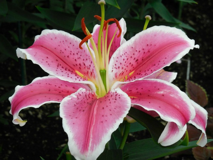 Star gazer lily