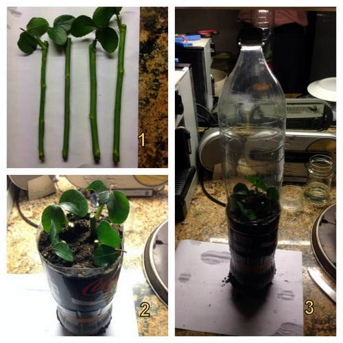 Rose stem cuttings