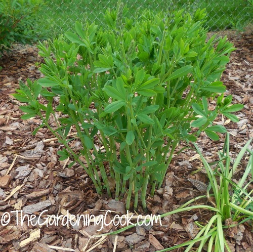 Baptista is an easy plant to grow from divisions