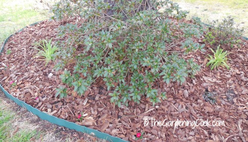 lilies and dianthus in an azalea bed