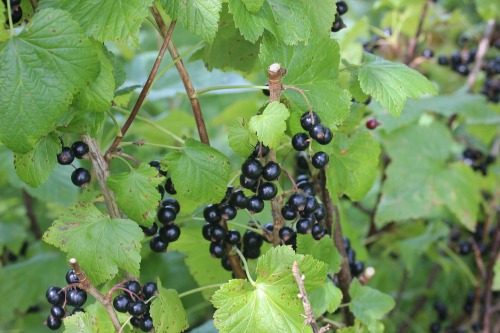 the Currant family takes well from hardwood cuttings