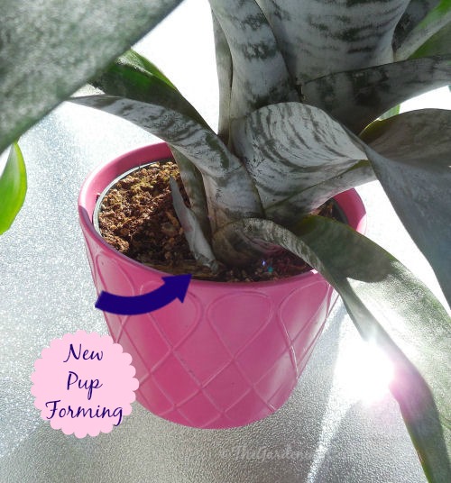 plant "pups" from Bromeliads for free plants