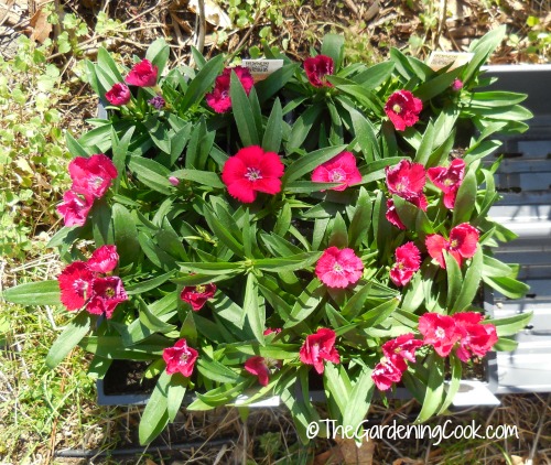dianthus seedlings