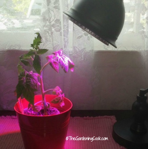 tomato-plant-under-grow-light