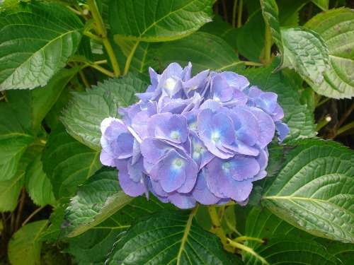 Hydrangeas are a great plant to take from soft wood cuttings