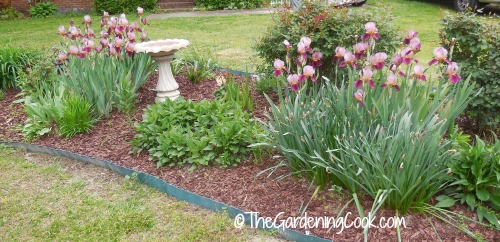 irises will spread from year to year