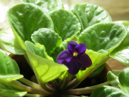 Leaf cuttings work with fleshy leaf plants