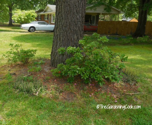 garden border