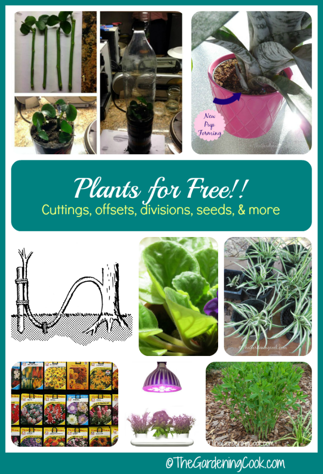 How to grow plants for free - plant propagation tips - thegardeningcook.com/plant-propagation-tips