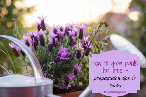 Plant propagation tips - thegardeningcook.com/