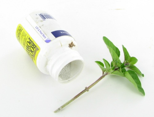 Rooting powder helps to promote new growth