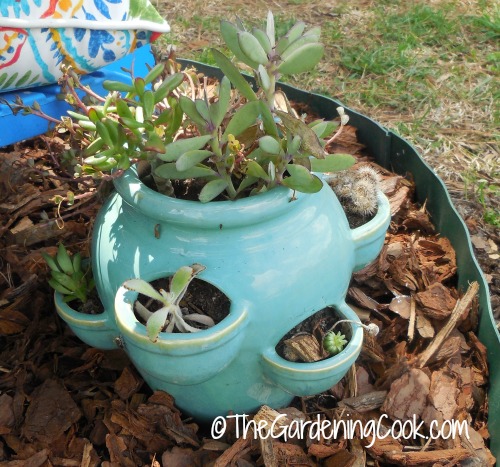 strawberry succulent planter