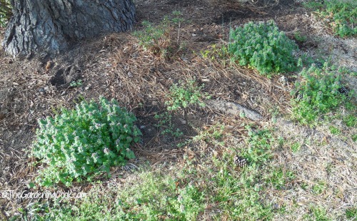 weedy garden bed