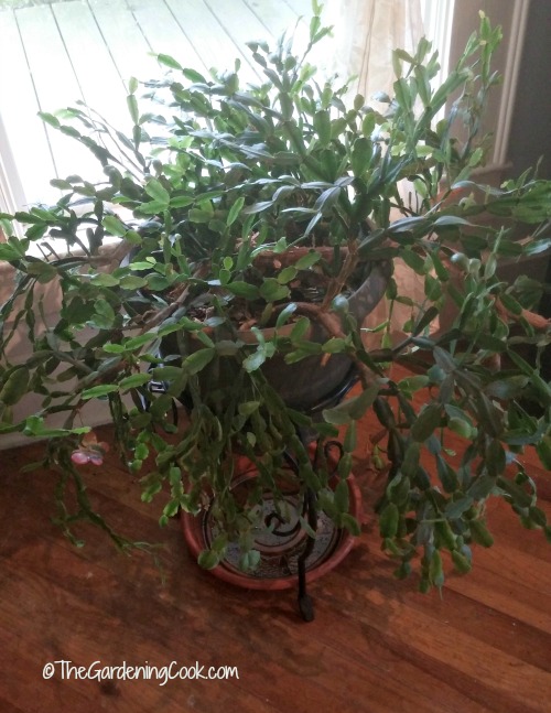 3 generation Christmas Cactus.