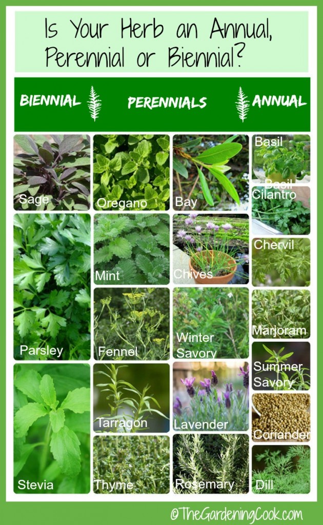 Is your herb an annual, perennial or biennial? This handy chart will tell you everyting you need to know about fresh herbs.