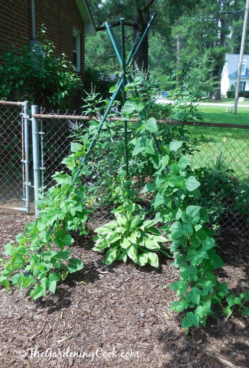 DIY bean teepee