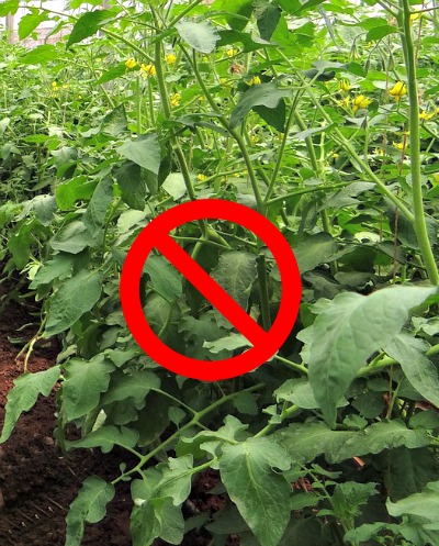 Don't overcrowd tomato plants