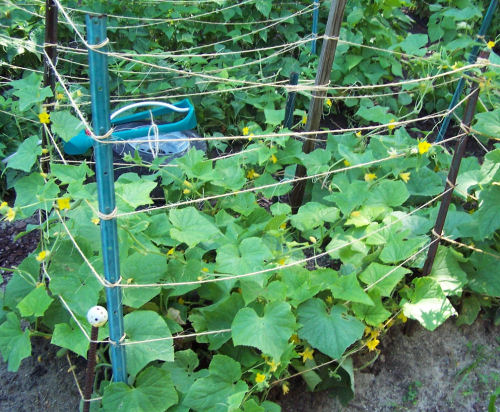 Gardening hacks - grow cucumbers up