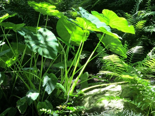 Elephants Ears
