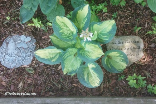 Hosta garden with stepping stones.
