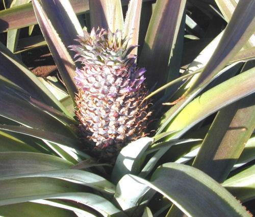 grow your own pineapple