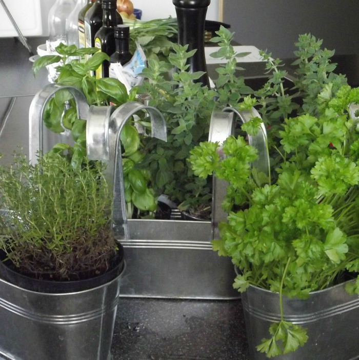 11 Best Herbs for Kitchen Gardens