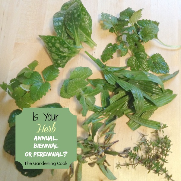 Fresh Herbs – Annual, Perennial or Biennial – Which is Yours?