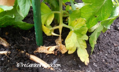 remove lower leaves top prevent disease