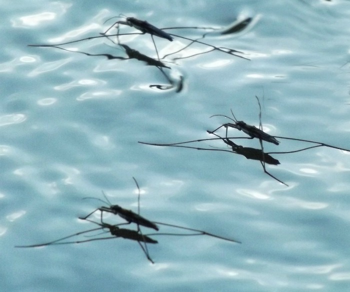 Sitting water can attract mosquitoes
