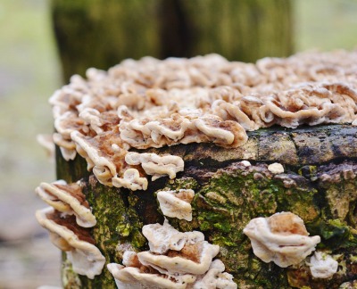 Mushrooms are at their peak in fall and winter