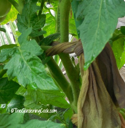Nylon stockings make great tomato stem ties.