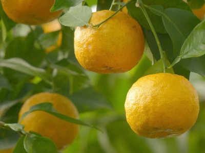 lemon rinds make great seed starters.