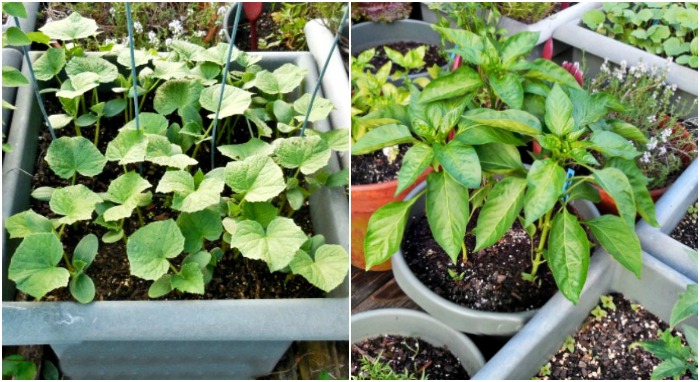 Use large pots for your deck garden design