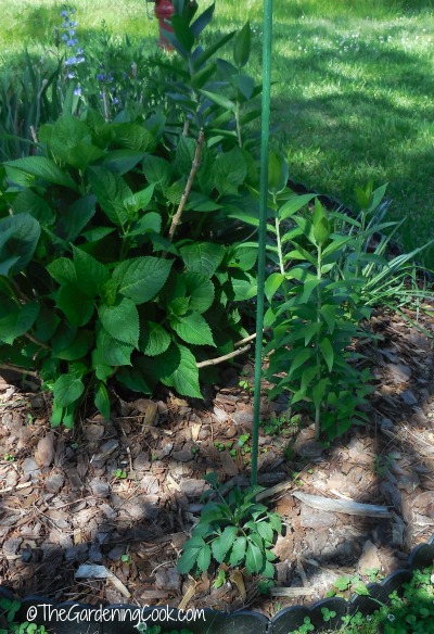 recycle tomato stakes for other uses