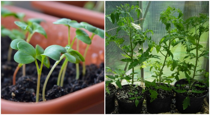 Seeds or established plants both work for deck gardens