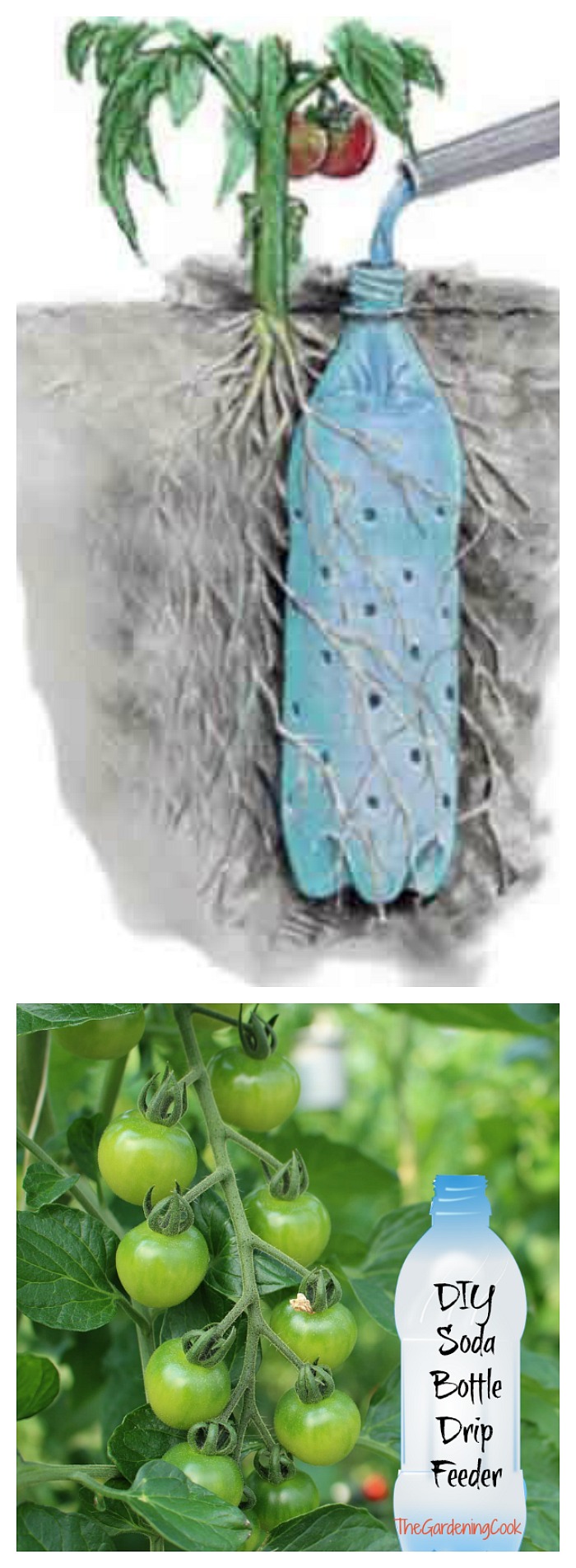 This soda bottle drip feeder project is a simple and easy way to add water right where your plants want it - at the roots of the plant!