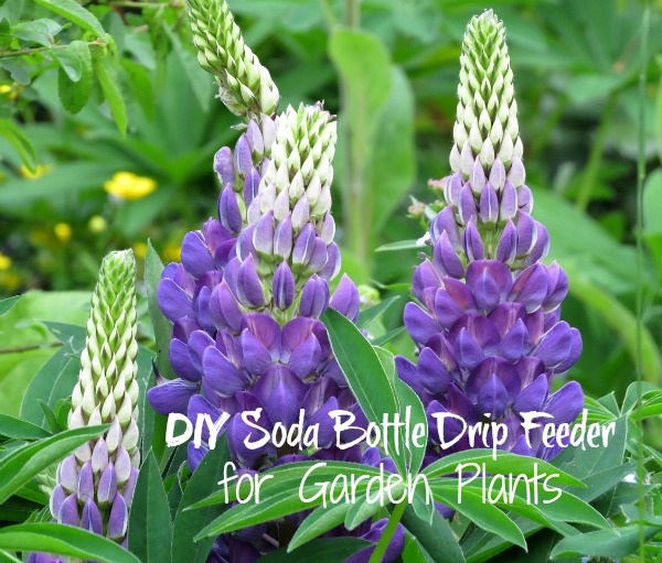 Soda Bottle Drip Feeder for Garden Plants – Water Plants with a Soda Bottle