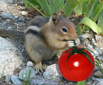 squirrels love tomatoes