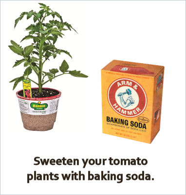 baking soda around tomatoes makes them sweeter.