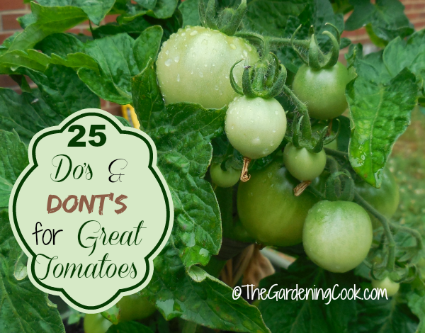 25 Dos and Don'ts for Growing Great tomatoes from thegardeningcook.com/tips-growing-great-tomatoes