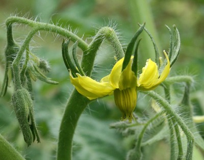 Don't go for tomato seedlings with flowers