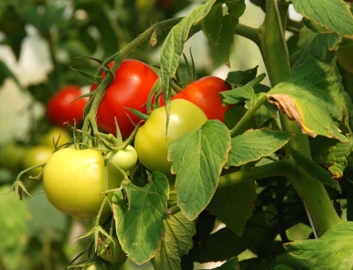 Yellowing leaves on tomato plants can be helped by watering the roots and not the leaves.
