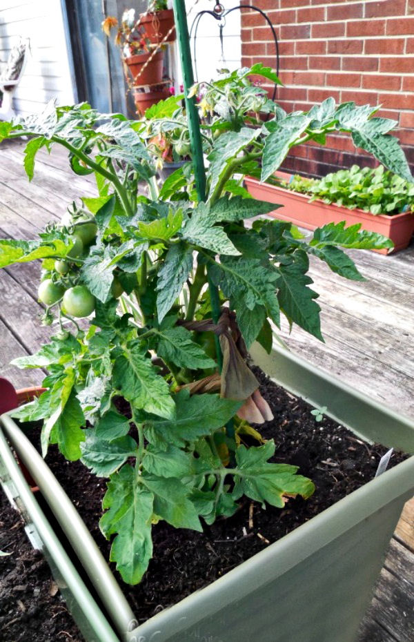 Tomatoes need supports in a deck container garden too.