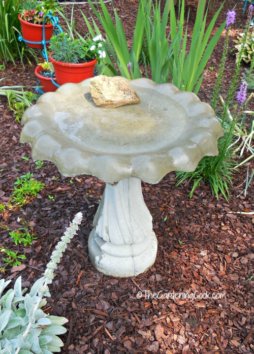 Be sure to have a water source to attract hummingbirds