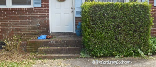 Boxwood bush severely pruned