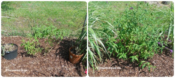 butterfly bushes